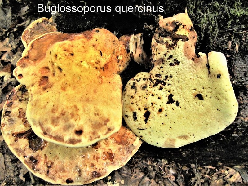 Buglossoporus quercinus-amf2119.jpg - Buglossoporus quercinus ; Syn: Piptoporus quercinus ; Nom français: Polypore du chêne